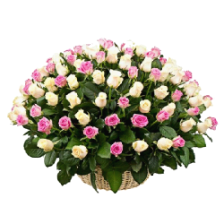 Фото товара 101 троянда мікс у кошику (кремова та рожева) в Коломиї