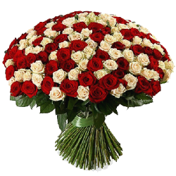 Фото товара 201 червоно-кремова троянда в Коломиї