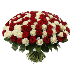 Фото товара 201 червоно-біла троянда в Коломиї