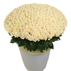 Фото товара 301 біла троянда у великому вазоні в Коломиї