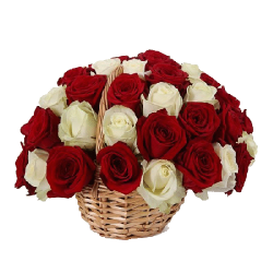 Фото товара 33 червоно-білі троянди в кошику в Коломиї