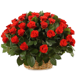 Фото товара 51 троянда "El Toro" в кошику в Коломиї
