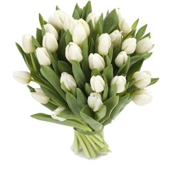 Фото товара 25 білих тюльпанів в Коломиї